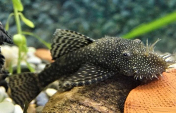 Анциструс аквариум