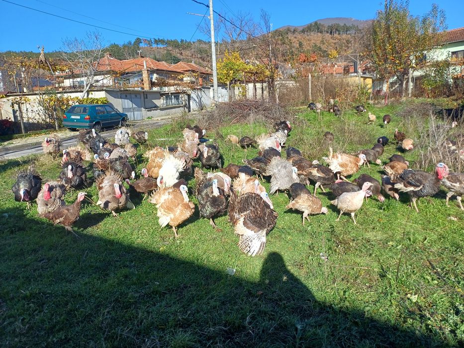 Продавам домашни пуйки