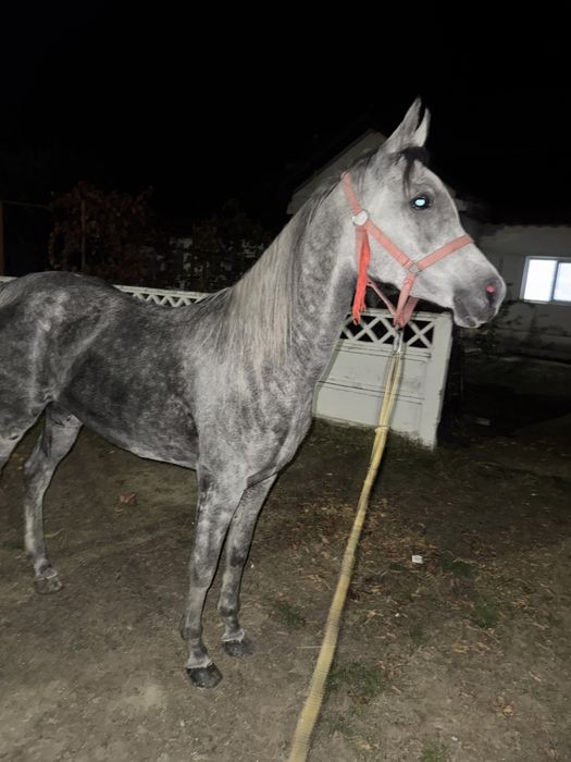 Vand iapa PSA gestanta cu KPW