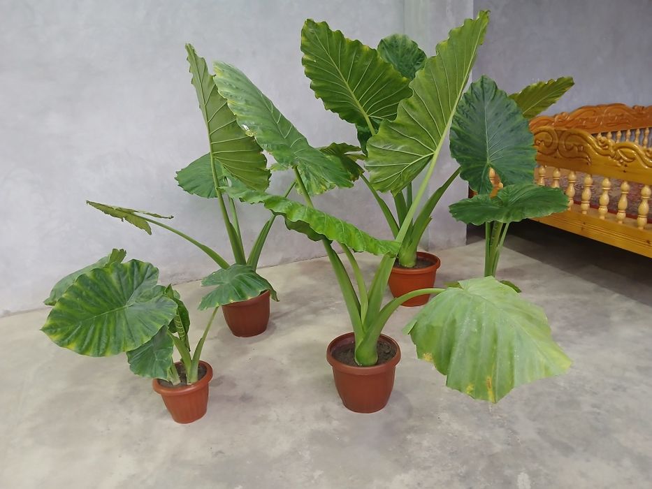 Алоказия крупнокорневишная