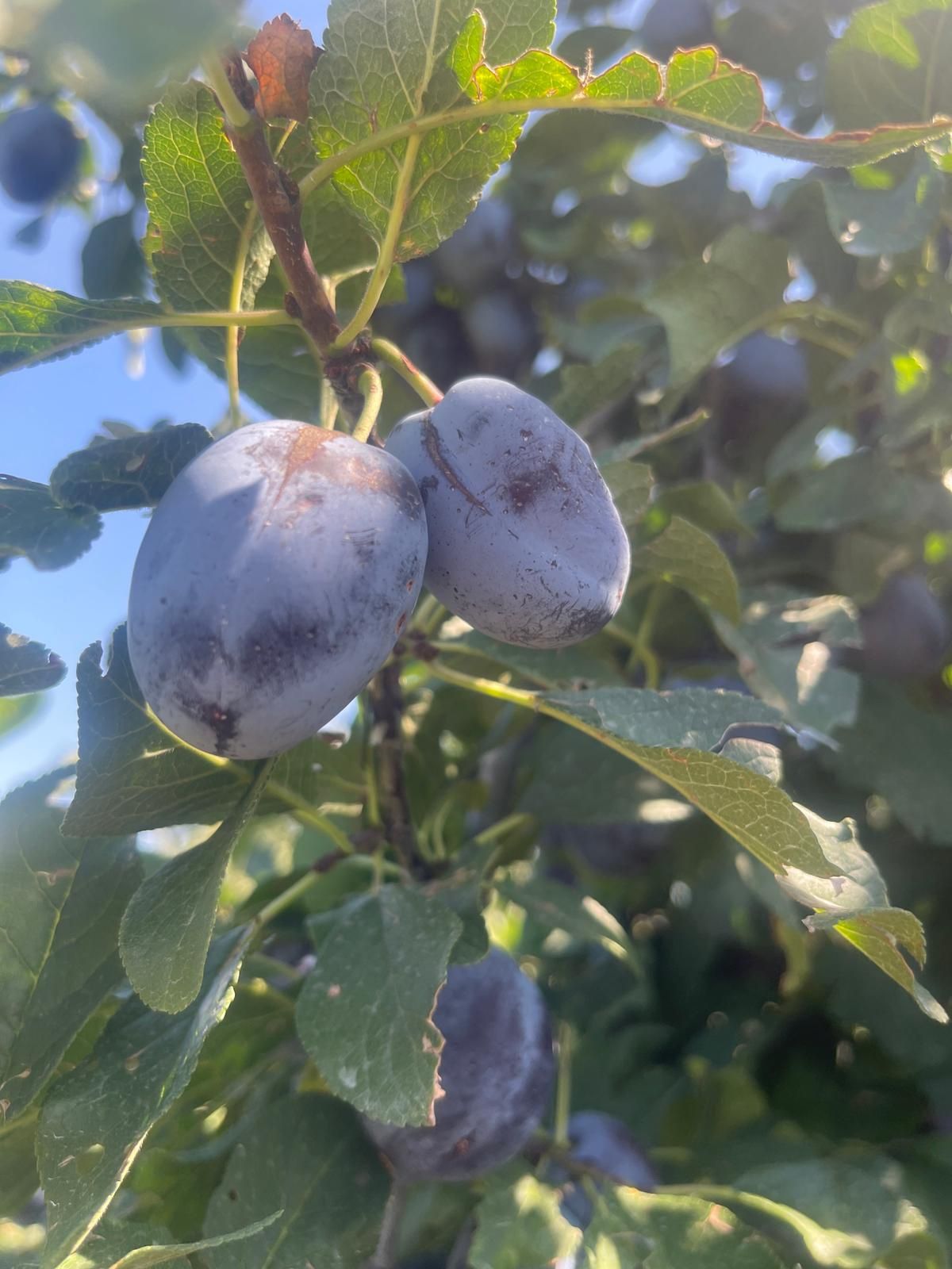 Vând prune de țuică/pălincă