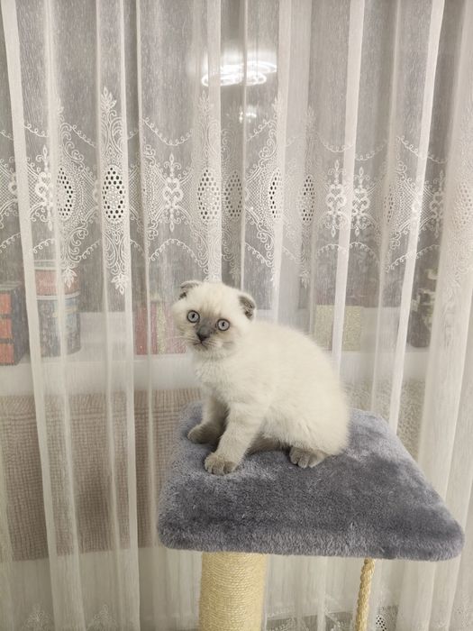 Scottish fold și scottish staight