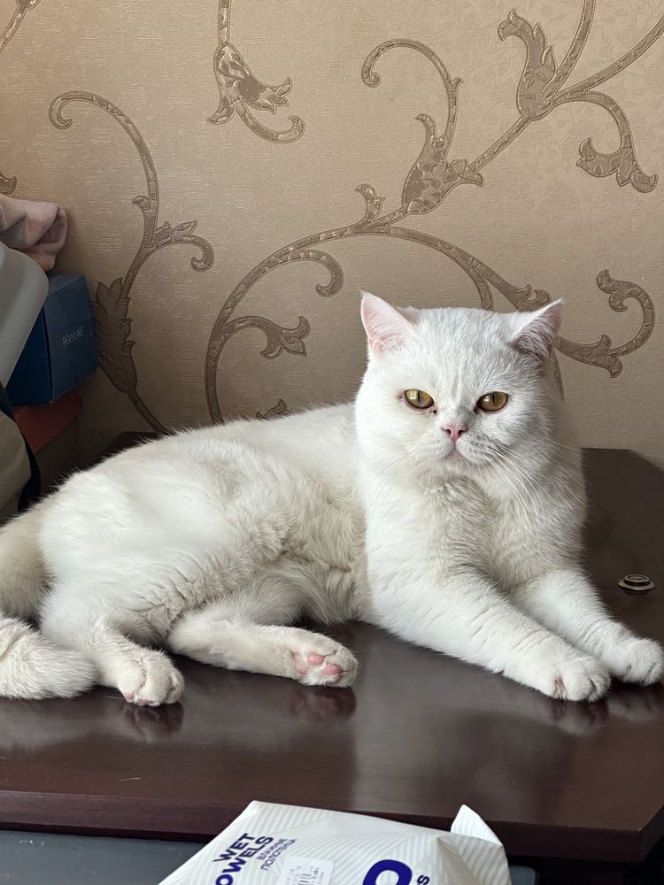 Продаются вислоухие котята