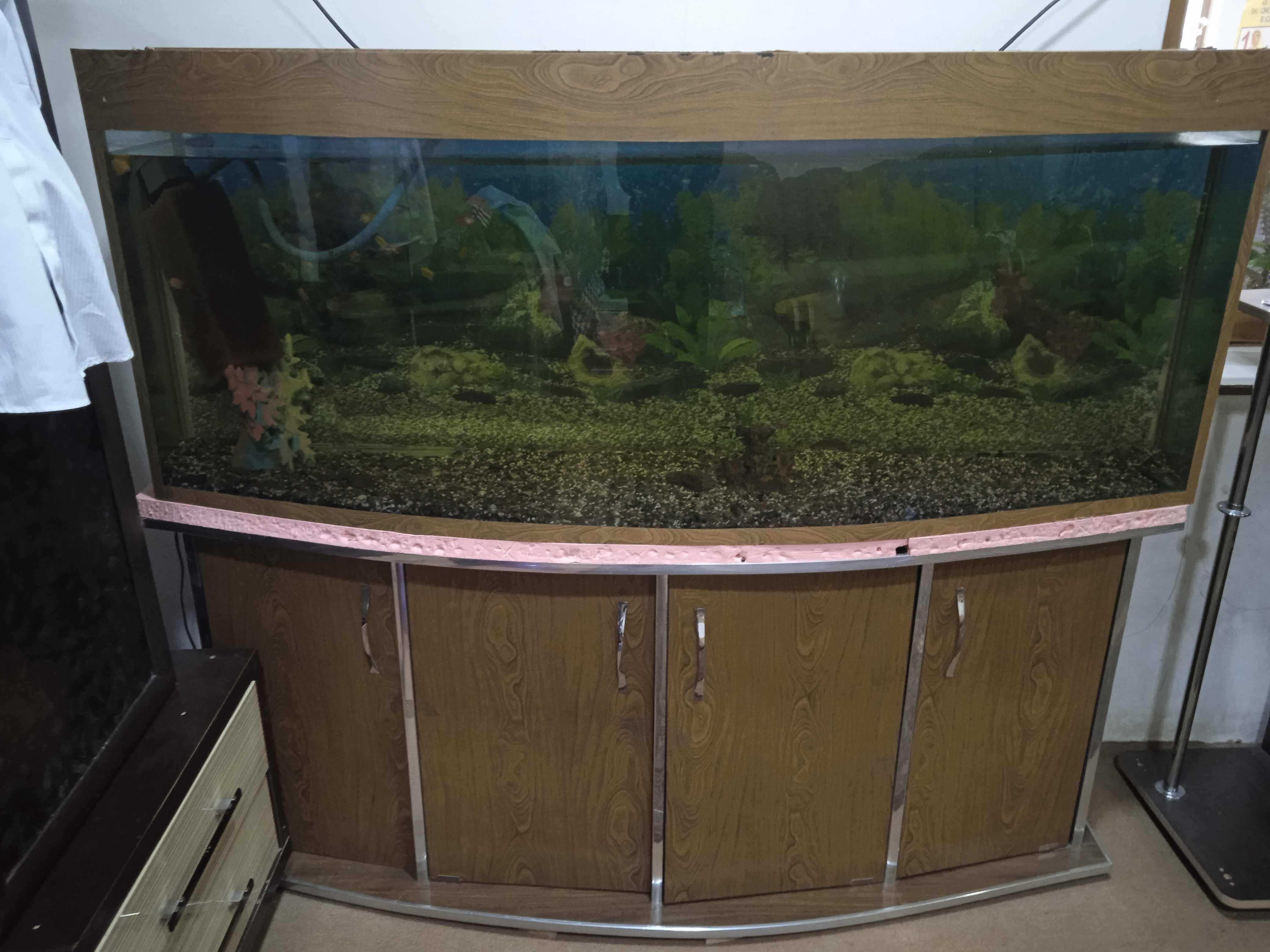 Akvarium 2,5 3metr.1metr balanlig
Tumbochkasiyam bor.35ta baligi bor