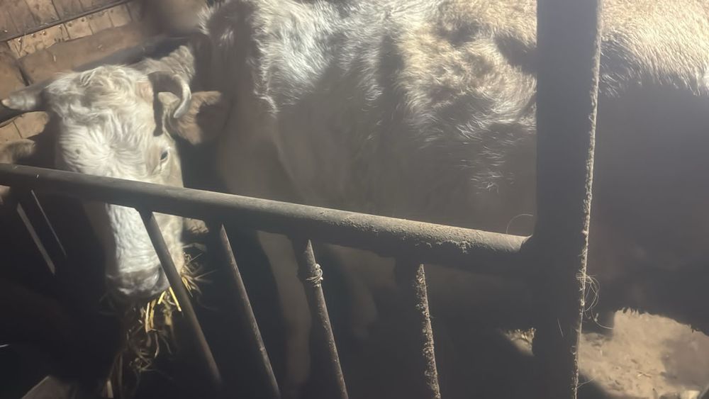 Продам корову 4 отёл