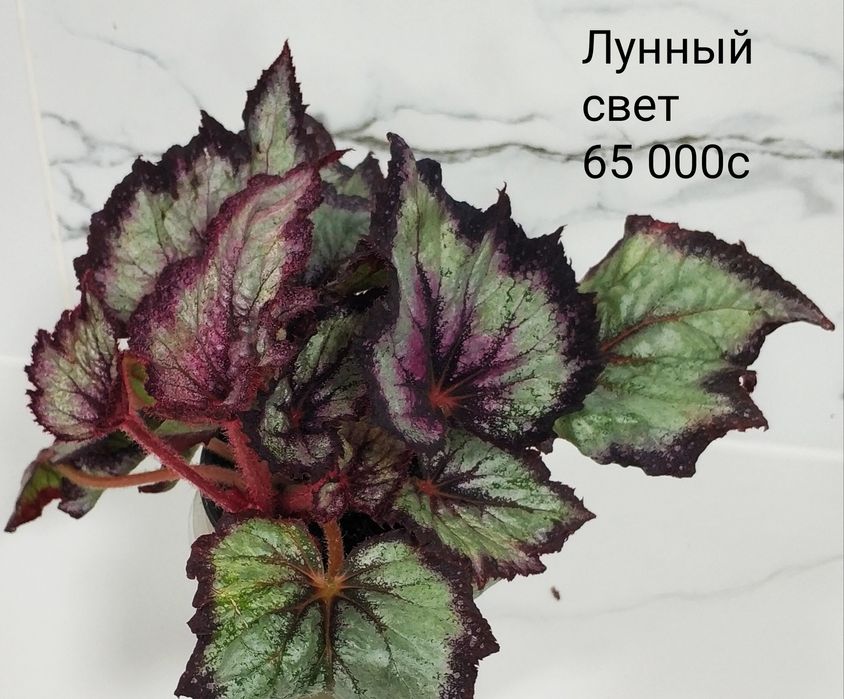 Бегонии декоративно лиственные.