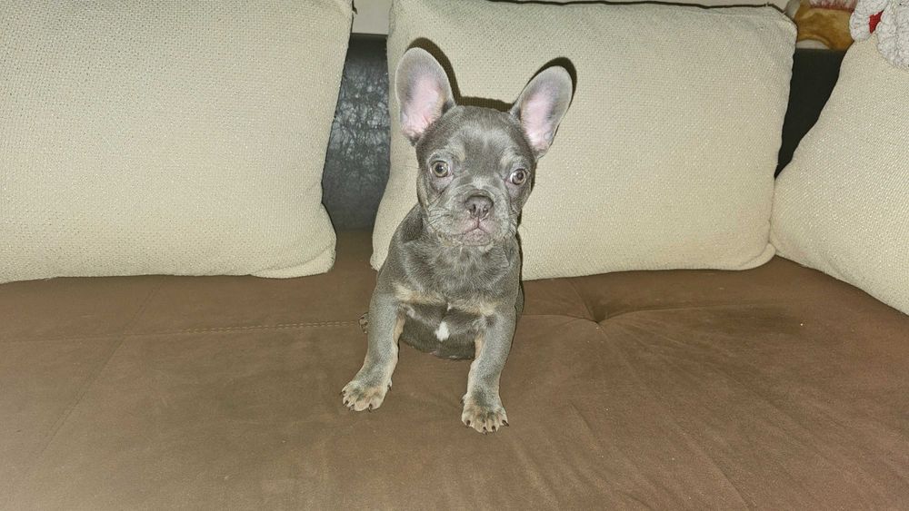 френски булдог .