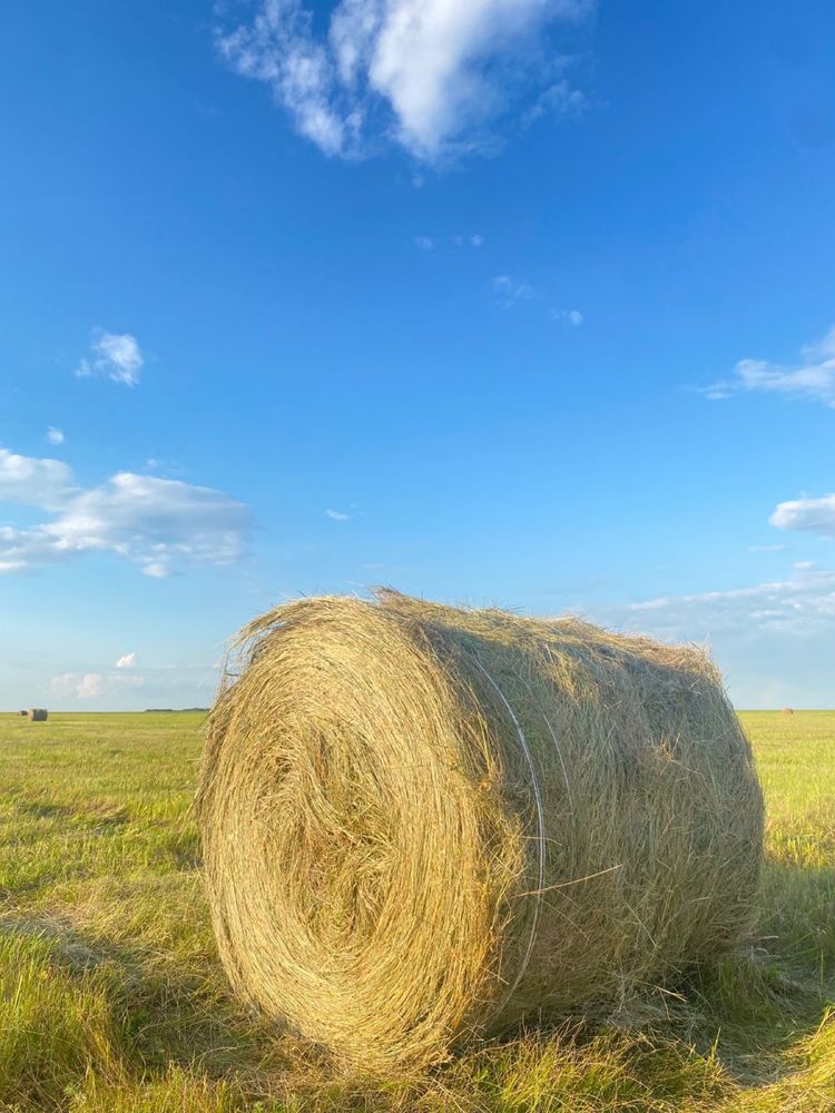 Продается сено в рулонах