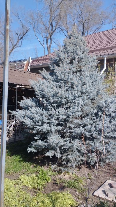 Голубая ель 3-4м