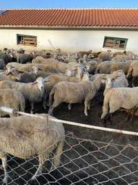 150 бр овце свободни