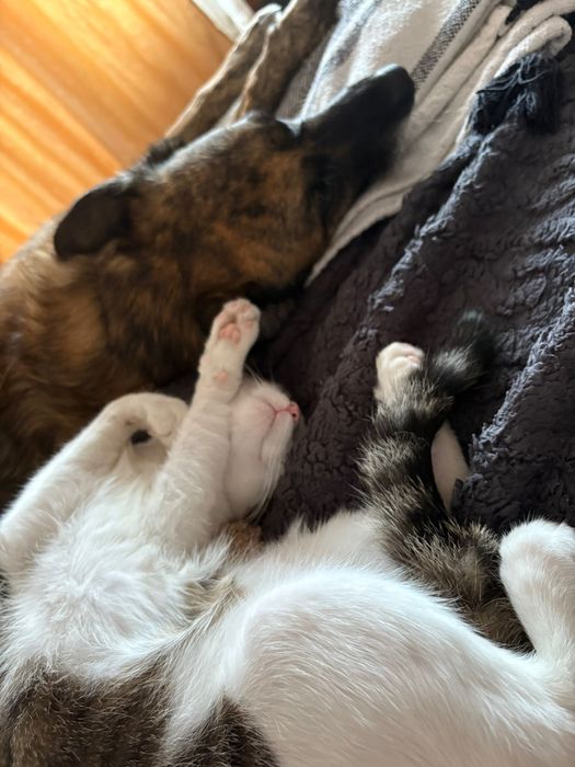 Plimb/cazez câini/pisici