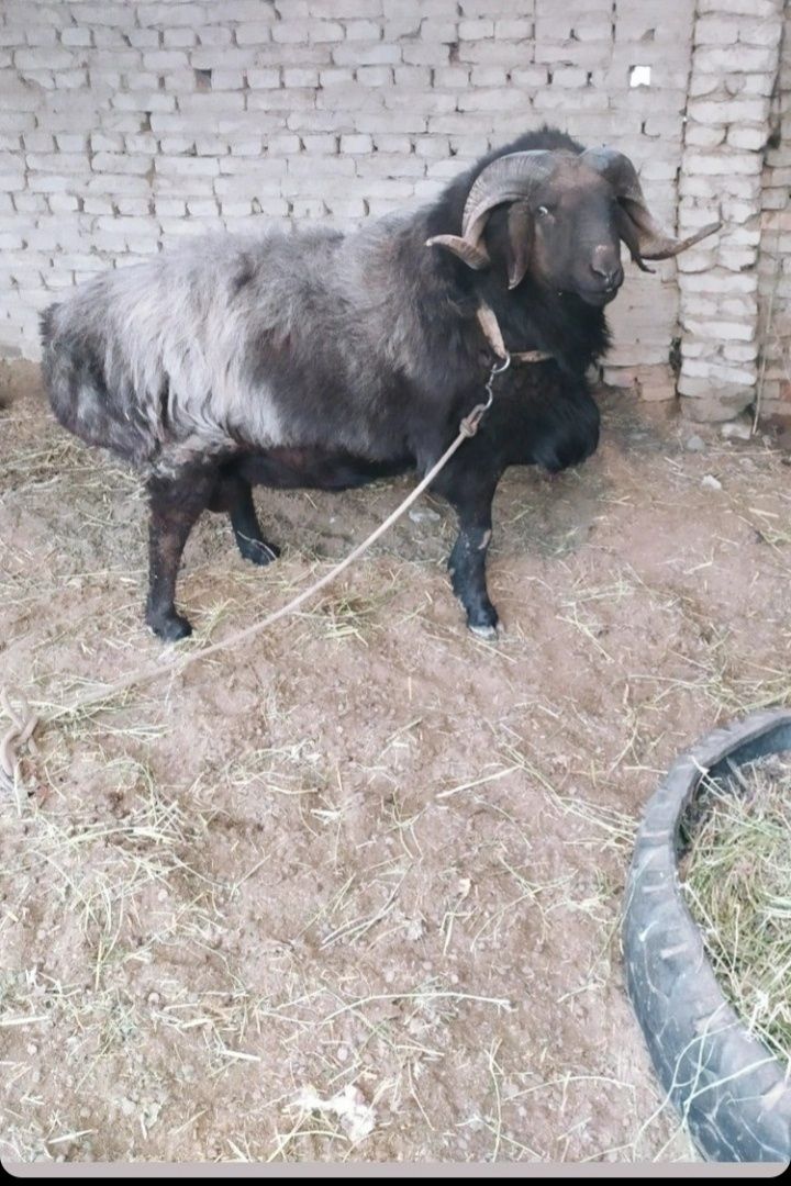 Halol Boqilgan Xonaki Chiroyli Zotli Qochqorlar sotiladi