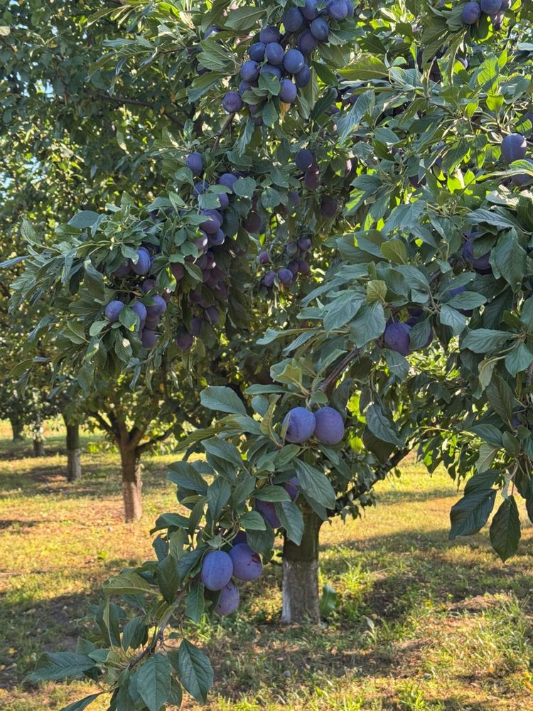 Prune diverse soiuri