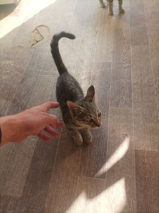 Mushuk bolasi sogʻlom yuvosh parodasi ovchi dangasa emas
