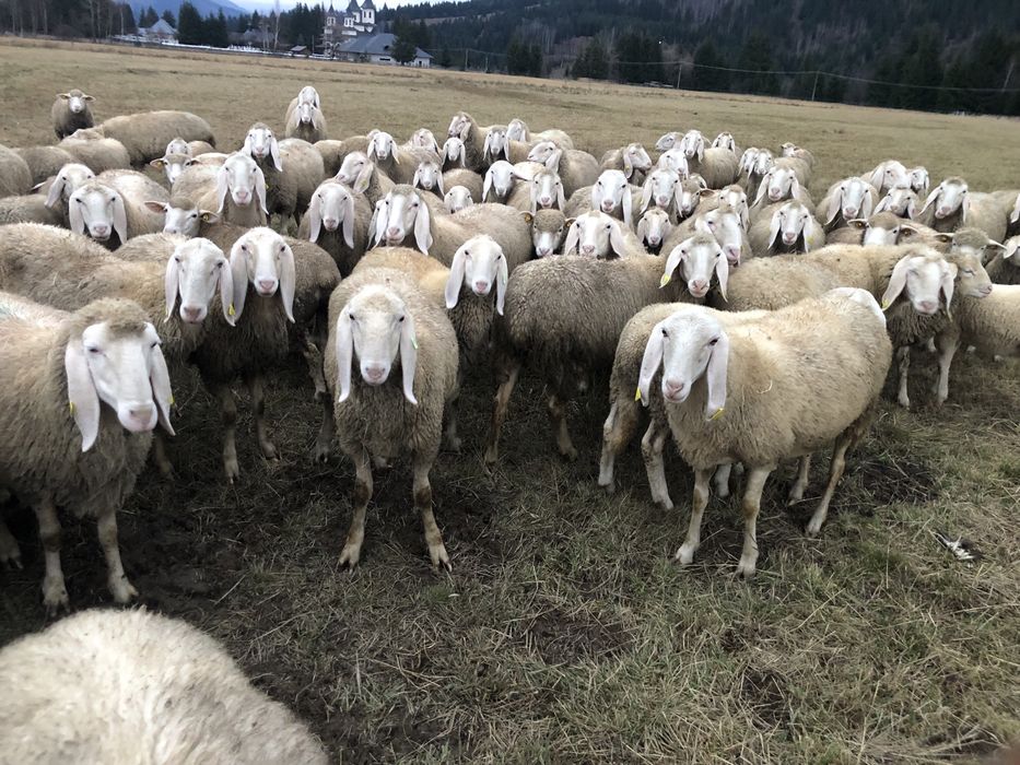 Vând berbecuți Bergamasca