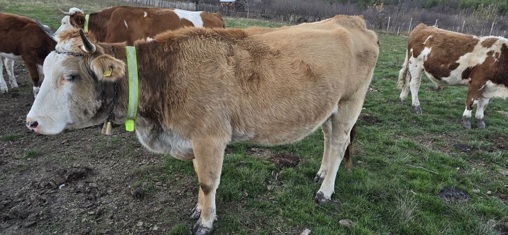 De vanzare vaci bune te tinut(nu sunt pentru taiat)