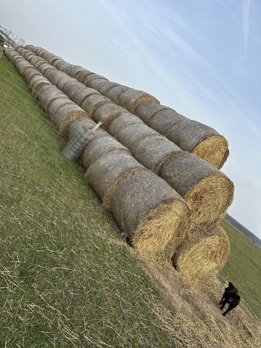 Baloti de paie.
