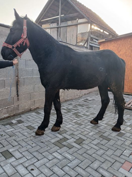 Cal de vânzare în vârstă de 3 ani