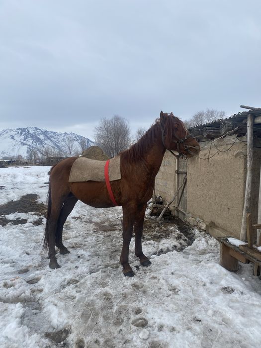Жеребец рост 1.70 хорошая ,парода обучен хорошый шак  7лет обмен не.