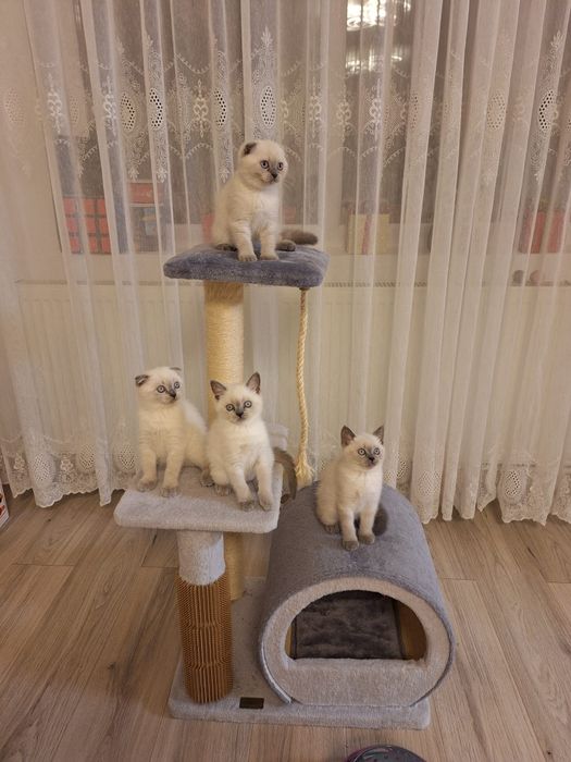 Scottish fold și scottish staight