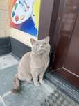 Котик британец отдам в доьный руки