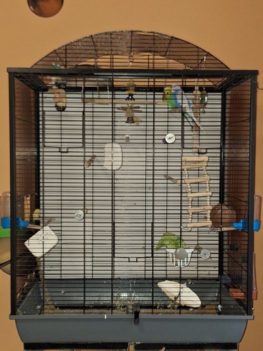 Vand colivie cu accesorii