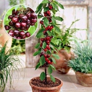 Pomi columnari in anul |||