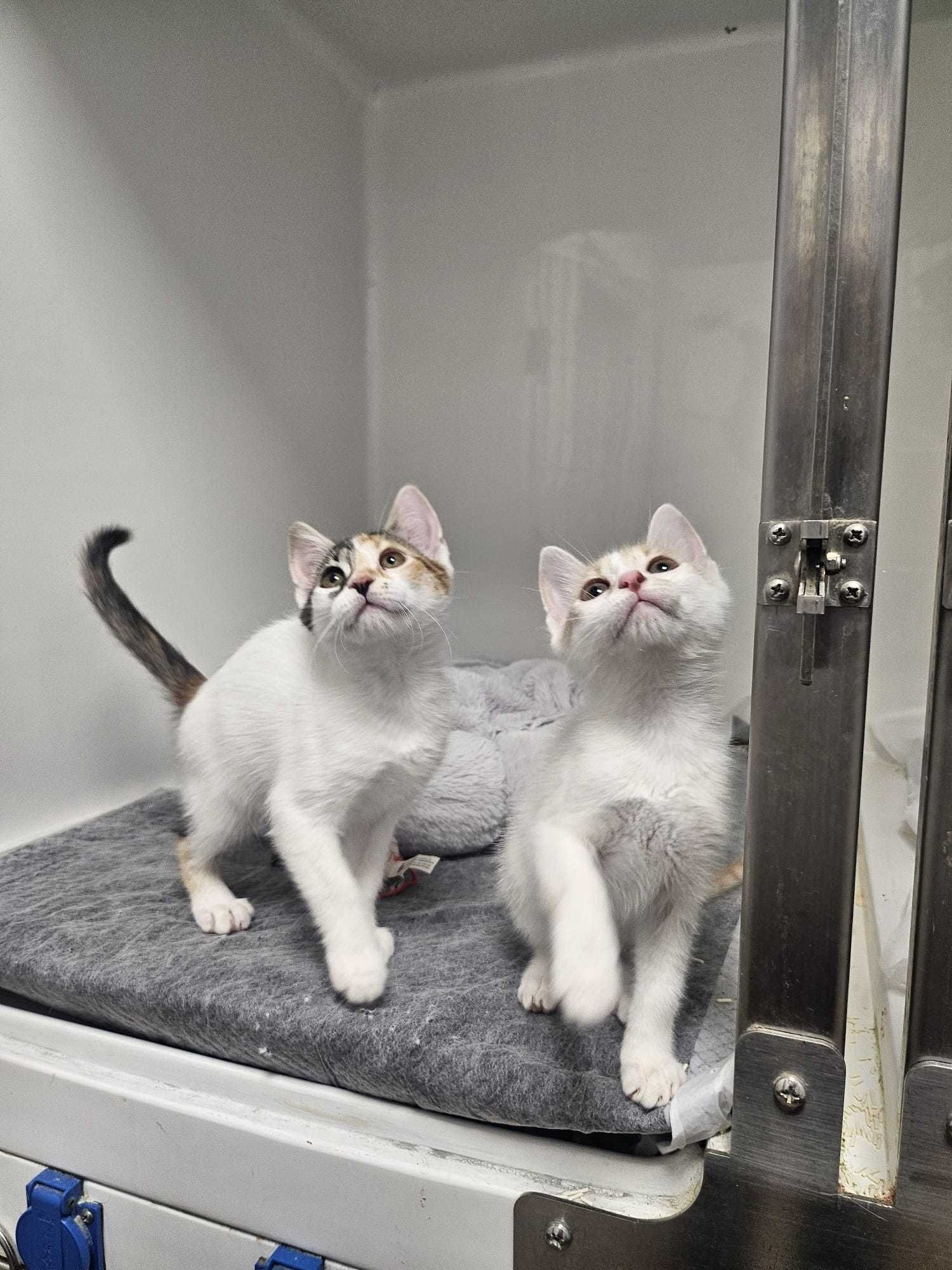 Ofer spre adoptie pisicute - Luna si Cleo