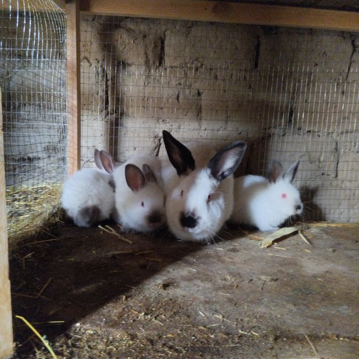 Kaliforniya Quyon zotli yuqori goʻsht uchun mojallangan quyon bolari