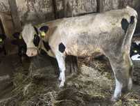 Taur disponibil in jur 400 kg