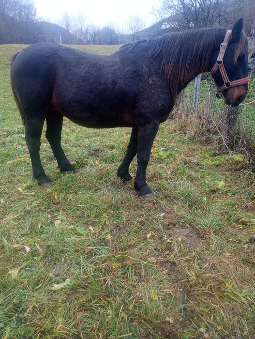 De vânzare cal de 8 ani