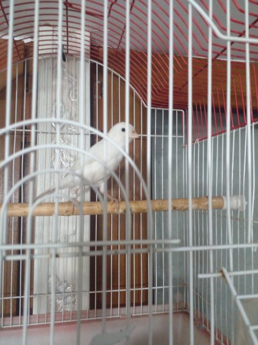 Канарейка Нар трайник сотилади