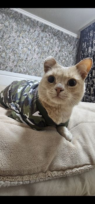 Кастрированого котика в добрые руки