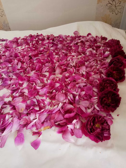 Trandafir DAMASC uscat petale