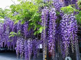 Vindem puieți de tei arginti la balot de pământ și glicina altoita