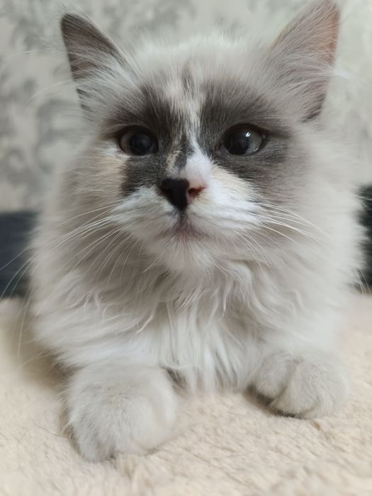 Пристраиваю котёнка девочка четыре месяца, в добрые руки.