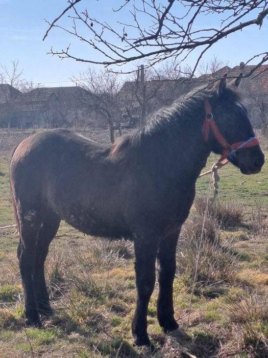 Vând mânz în vârstǎ de 10 luni