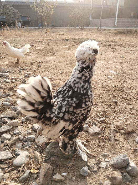 Голландские белохлые пара и султанки две курочки .