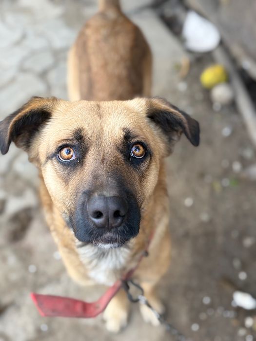 Boss,metis Malinois–blând,devotat și foarte inteligent,caută familie