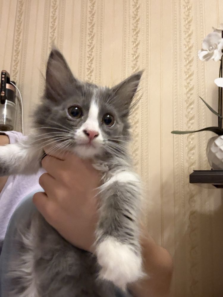 Отдам котят в хорошие руки!