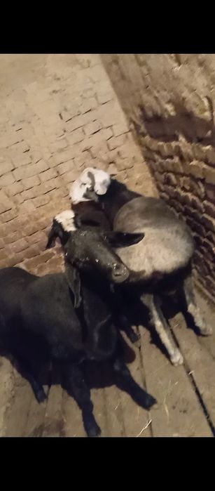 Sotiladi 3 ta qochqor