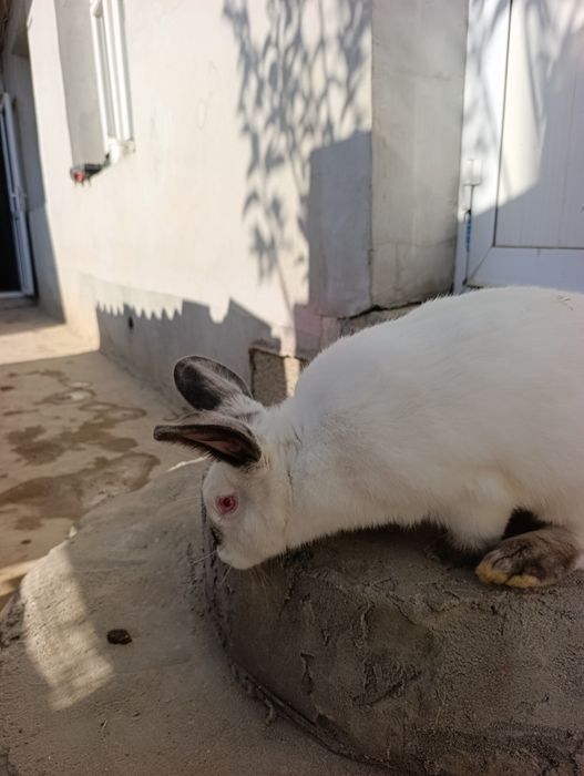 Kalif samka 7 oyli.