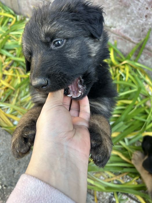 Donez cățeluși ciobănesc german