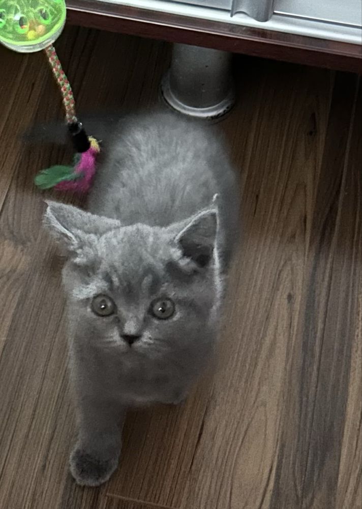 Vand pisica fetita british shorthair