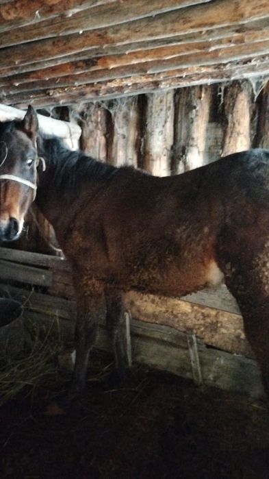 Продаётся жеребец 1,7 мес