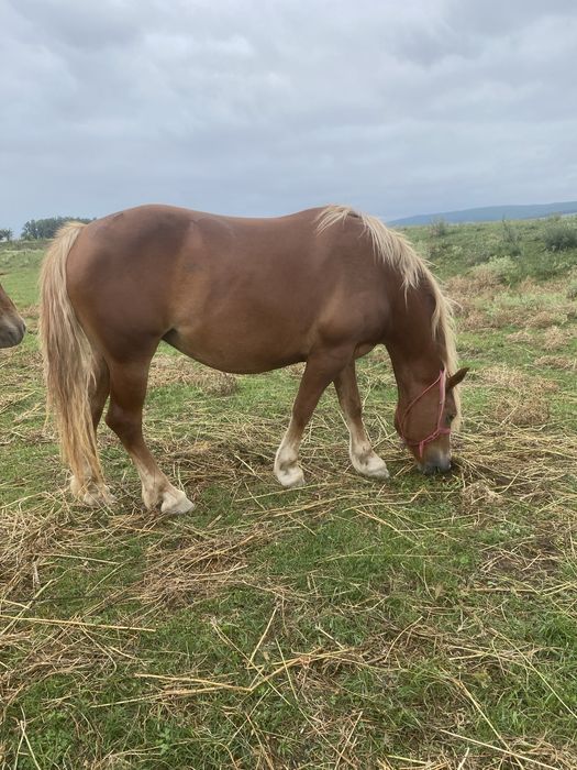 vand iapa de 3 ani cu manza