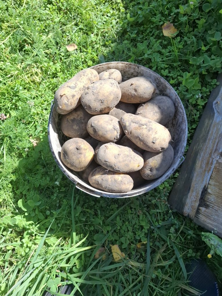 Продам картофель ведро 2000тыщ, картофель отборный