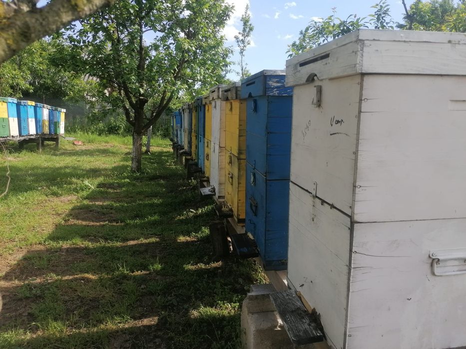 Stupi de albine familii 370 / stup