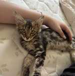 Отдам котенка