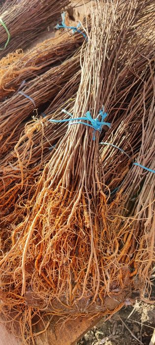 Puieți de salcâm rubinia